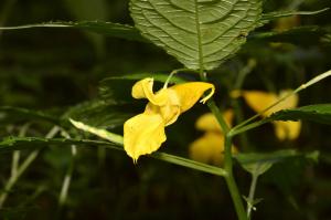 黃花鳳仙花