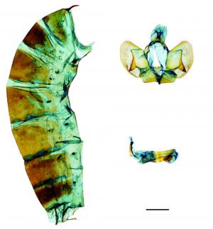 Byasa polyeuctes termessus (Fruhstorfer, 1908) 多姿麝鳳蝶