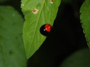 紅胸黑瓢蟲