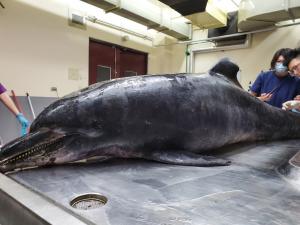2020臺中大甲擱淺的南方型瓶鼻海豚，其腹部灰色斑點清晰可見