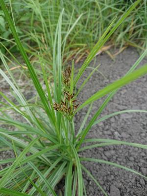 香附子 (香頭草)