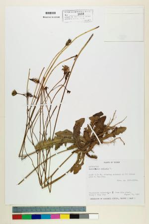 Hypochaeris radicata L._標本_BRCM 5803