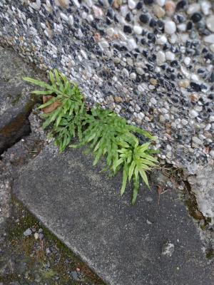 井欄邊草 (鳳尾蕨)