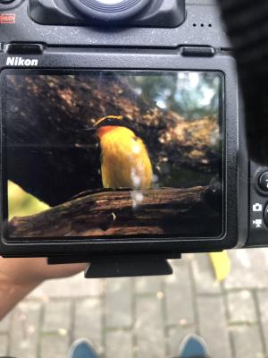 黃眉黃鶲