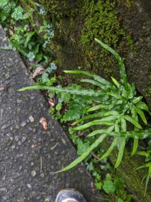 井欄邊草 (鳳尾蕨)