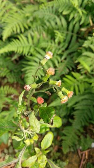 野茼蒿