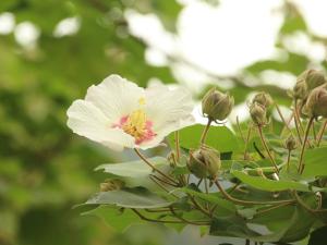 山芙蓉