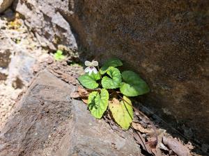 台灣菫菜