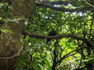 Japanese Wood-Pigeon (Japanese)