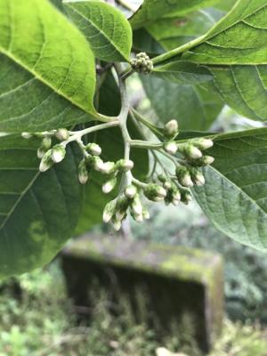 南非葉 (扁桃斑鳩菊)