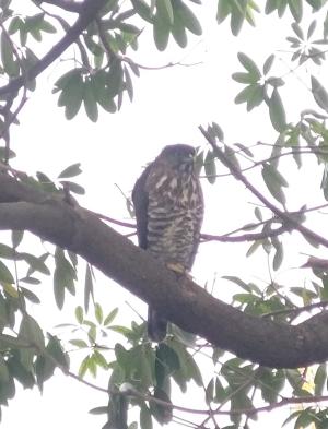 鳳頭蒼鷹(台灣亞種)