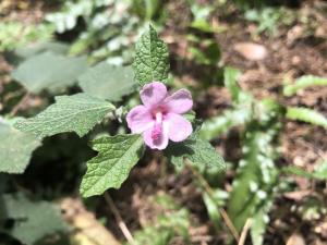 地桃花 (肖梵天花)