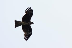 黑鳶