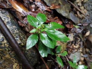 白花蛇根草