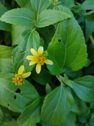 雙花蟛蜞菊