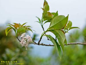 長花厚殼樹