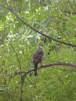 鳳頭蒼鷹(台灣亞種)