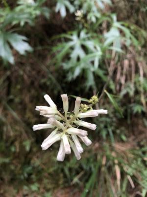 高山破傘菊