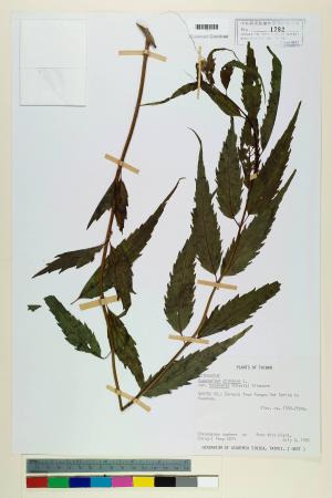 Eupatorium chinense L. var. tozanense (Hayata) Kitam._標本_BRCM 5686