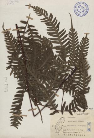 Pteris tokioi Masamune_標本_BRCM 3981