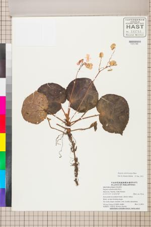 Begonia suborbiculata標本_BRCM 2580