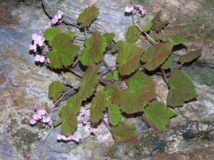 Begonia phutthaii