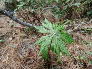 高山破傘菊