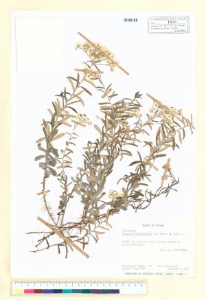 Anaphalis margaritacea (L.) Benth. & Hook. f._標本_BRCM 6775