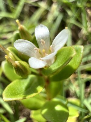 茅毛珍珠菜