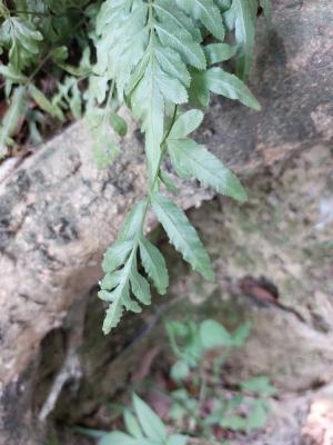 劍葉鳳尾蕨 (箭葉鳳尾蕨)