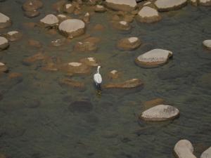 小白鷺