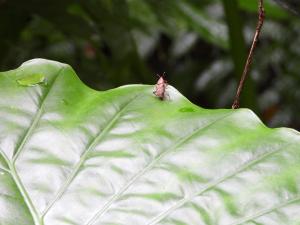 大四紋象鼻蟲