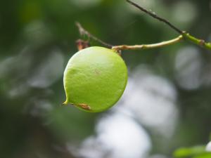 華南雲實