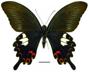 Papilio helenus fortunius Fruhstorfer, 1908 白紋鳳蝶
