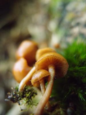 Mycena leaiana(利氏小菇)