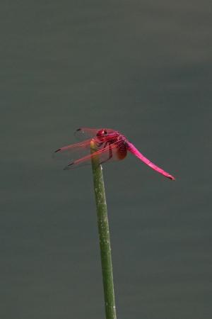 紫紅蜻蜓