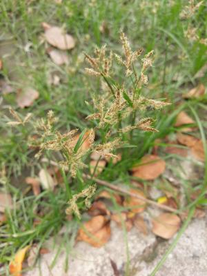 香附子 (香頭草)