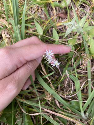 疏花繁縷