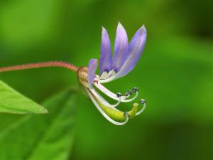 皺子白花菜