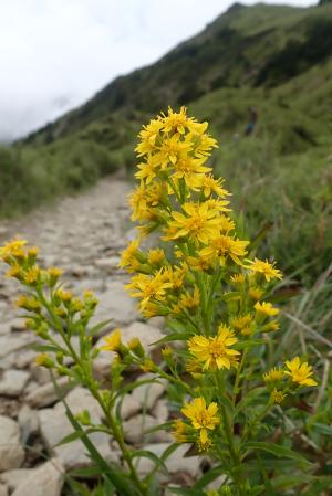 一枝黄花 (金鎖 野黄菊)