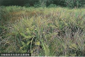 54_分株假紫萁生長於沼澤濕地