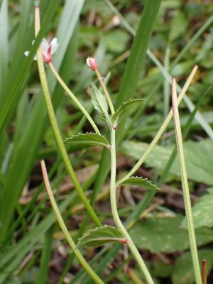 黑龍江柳葉菜