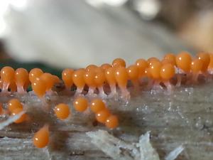 Trichia decipiens(長尖團毛黏菌)