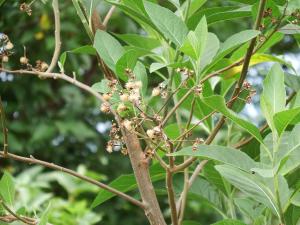 南非葉 (扁桃斑鳩菊)