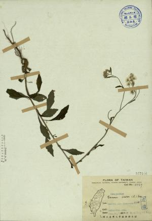 Vernonia cinerea (L.) Less._標本_BRCM 3881