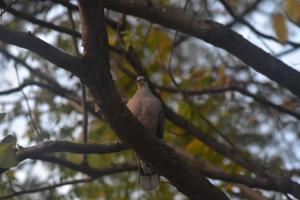 金背鳩