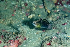 尾斑鈍鰕虎魚