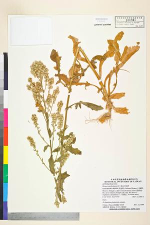 Blumea membranacea DC._標本_BRCM 4963