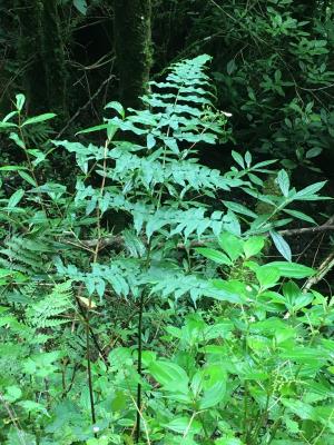 高山鳳了蕨