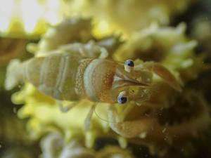 Basket Star Shrimp